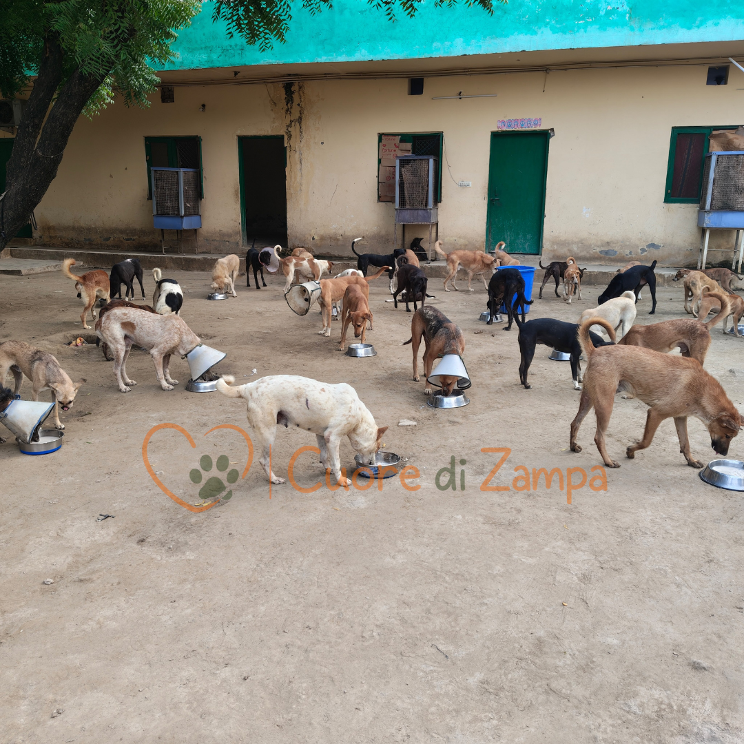 July 2026 distribution update