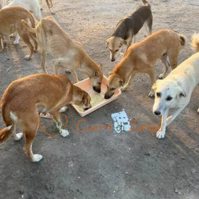 We bring meals to the dogs